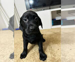 Small Photo #4 Labrador Retriever Puppy For Sale in ALHAMBRA, CA, USA