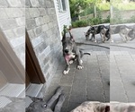 Small #2 Great Dane