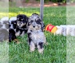 Small Photo #9 Bernedoodle-Golden Mountain Dog Mix Puppy For Sale in DAVIS, CA, USA