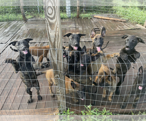 Belgian Malinois-Dutch Shepherd Dog Mix Puppy for sale in PALATKA, FL, USA