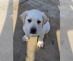 Small Photo #7 Labrador Retriever Puppy For Sale in CONNERSVILLE, IN, USA