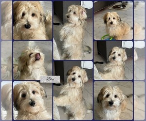 Maltipoo Puppy for sale in PALMDALE, CA, USA