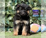 Small #7 German Shepherd Dog