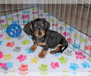 Dachshund Puppy for sale in ORO VALLEY, AZ, USA