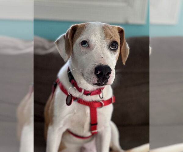 Medium Photo #1 Beagle-Unknown Mix Puppy For Sale in Wakefield, RI, USA