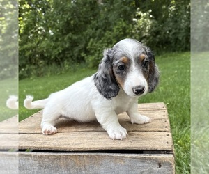 Dachshund Puppy for sale in MIDDLEBURY, IN, USA