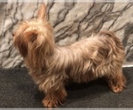 Small #3 Yorkshire Terrier