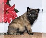 Small #2 Belgian Malinois