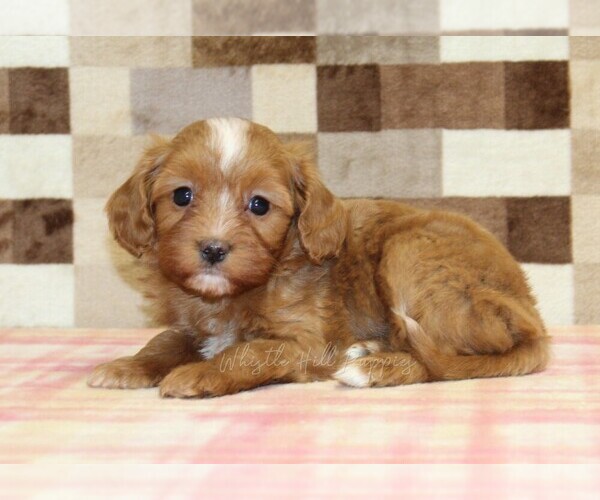 Medium Photo #2 Cavapoo (Miniature) Puppy For Sale in DENVER, PA, USA