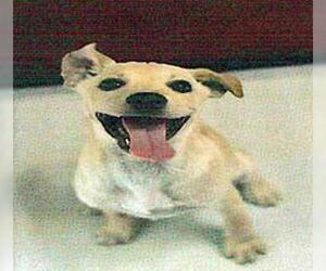 Labrador Retriever-Unknown Mix Dogs for adoption in San Martin, CA, USA