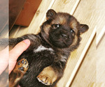 Puppy 1 Jindo Dog