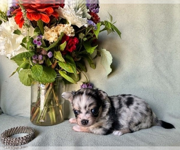 Medium Photo #4 Chihuahua Puppy For Sale in NEWVILLE, PA, USA