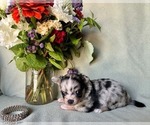 Small #3 Chihuahua
