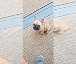 Small Photo #19 French Bulldog Puppy For Sale in LOUISVILLE, CO, USA
