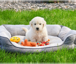 Image preview for Ad Listing. Nickname: Henry