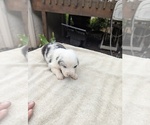 Small #3 Miniature Australian Shepherd