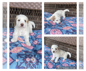 Doodle-Goldendoodle Mix Puppy for sale in BRANTLEY, AL, USA