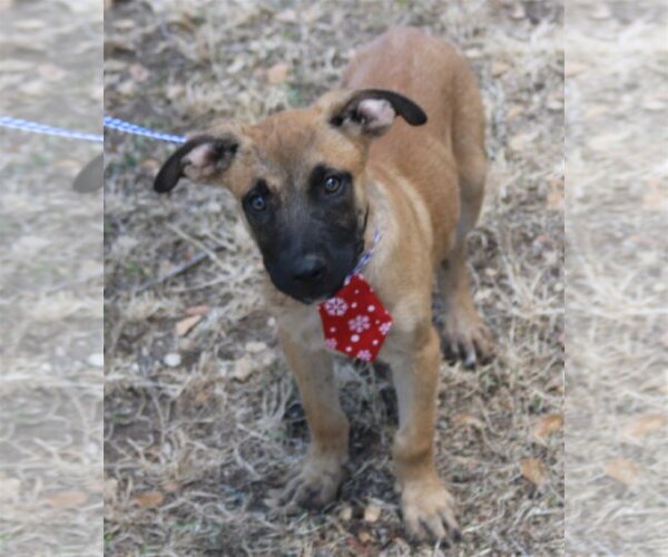 Medium Photo #1 Labrador Retriever-Unknown Mix Puppy For Sale in Bandera, TX, USA