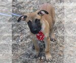Small Photo #1 Labrador Retriever-Unknown Mix Puppy For Sale in Bandera, TX, USA