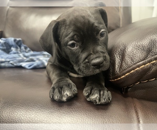 Medium Photo #44 American Bully Puppy For Sale in REESEVILLE, WI, USA