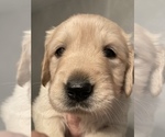 Small Photo #53 Golden Retriever Puppy For Sale in RICHMOND, TX, USA
