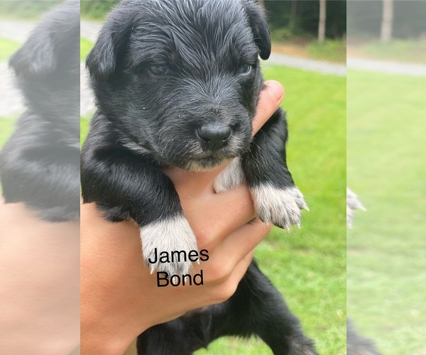 Medium Photo #5 Australian Shepherd Puppy For Sale in MOCKSVILLE, NC, USA