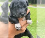 Small #4 Australian Shepherd