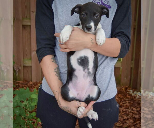 Medium Photo #4 Australian Shepherd-Unknown Mix Puppy For Sale in Huntley, IL, USA