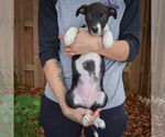 Small #3 Australian Shepherd Mix