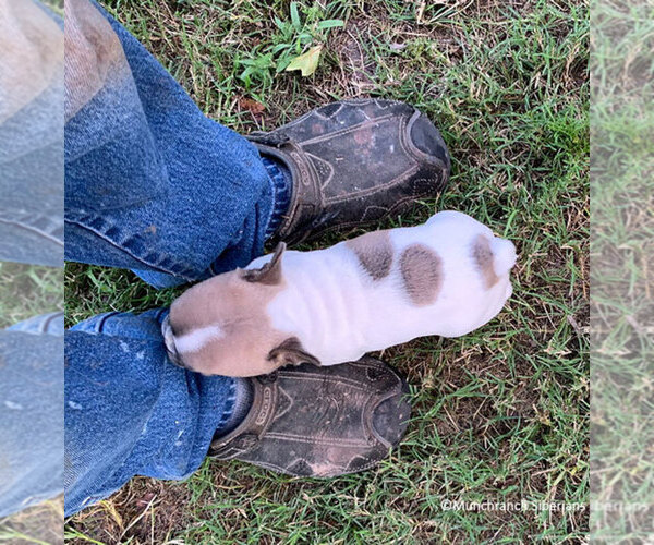 Medium Photo #3 French Bulldog Puppy For Sale in EUSTACE, TX, USA
