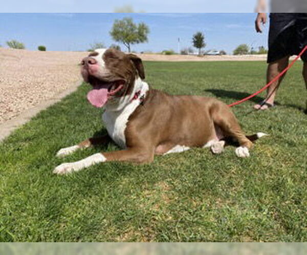 Medium Photo #3 Bull-Boxer Puppy For Sale in Chandler, AZ, USA