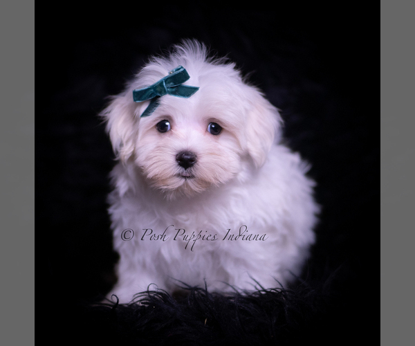 Medium Photo #1 Maltese Puppy For Sale in WARSAW, IN, USA