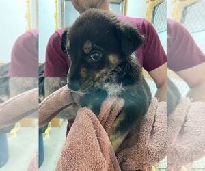 Collie-Unknown Mix Dogs for adoption in Calgary, Alberta, Canada