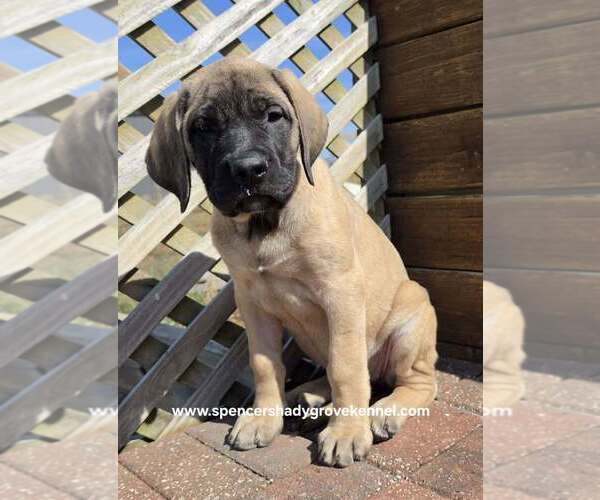 Medium Photo #9 Mastiff Puppy For Sale in CABOOL, MO, USA