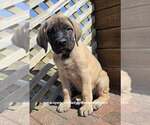 Daisy - Female Mastiff Puppy for Sale - Photo #9