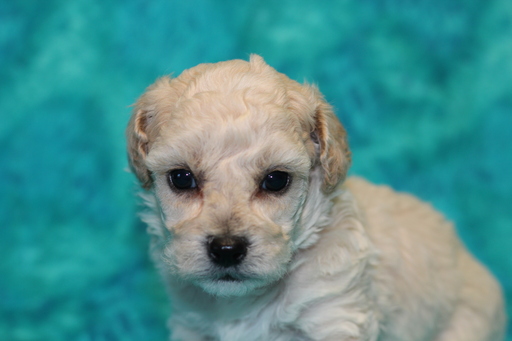 Medium Photo #5 Poodle (Toy) Puppy For Sale in GRAY, LA, USA