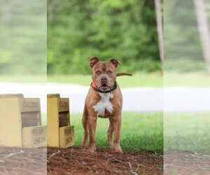 Chopper II - Male Mutt Dog for Adoption - Photo #19
