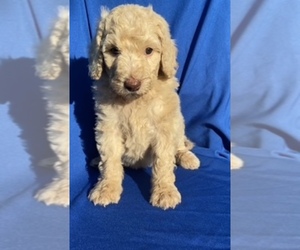 Golden Retriever Puppy for sale in SANTA ANA, CA, USA