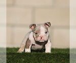 PRINCE - Male English Bulldog Puppy for Sale - Small photo