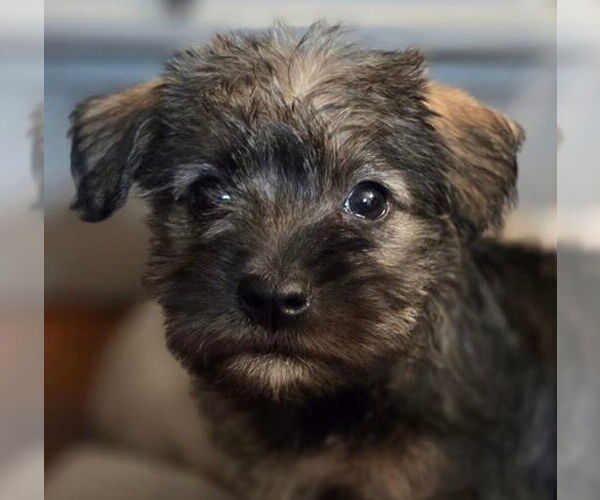 Medium Photo #2 Mutt Puppy For Sale in Oakley, CA, USA