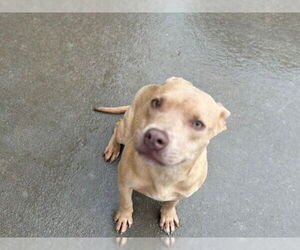 American Pit Bull Terrier-Unknown Mix Dogs for adoption in Tulsa, OK, USA