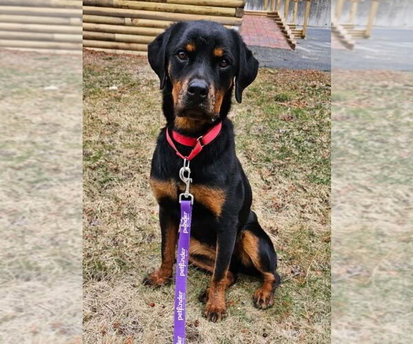 Medium Photo #1 Rottweiler Puppy For Sale in Hillsboro, NH, USA