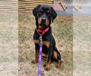 Rottweiler Dogs for adoption in Hillsboro, NH, USA