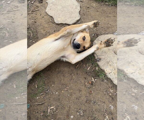 Medium Photo #2 Mutt Puppy For Sale in Boston, MA, USA