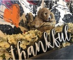 Small Photo #8 Goldendoodle Puppy For Sale in QUITMAN, AR, USA