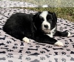 Small #1 Australian Shepherd