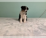 Small Photo #7 Australian Shepherd Puppy For Sale in HILLSBORO, WI, USA