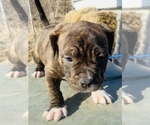 Small #4 American Bully