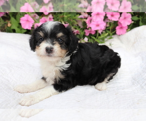 Aussie-Poo Puppy for sale in SHILOH, OH, USA