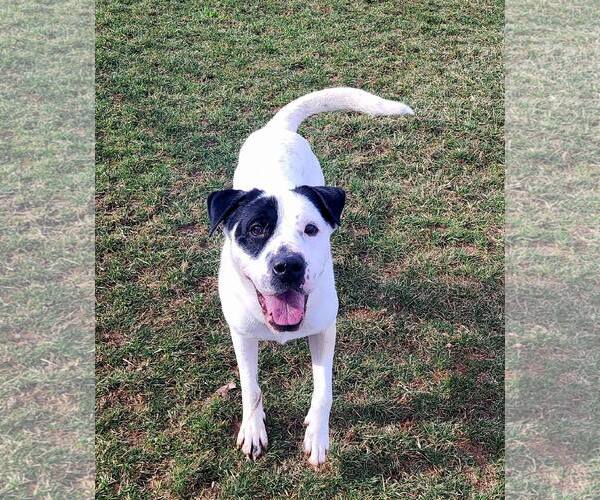 Medium Photo #4 Mutt Puppy For Sale in Rootstown, OH, USA